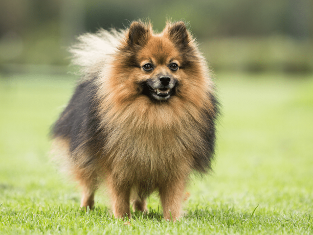 Taking care of your dog's coat
