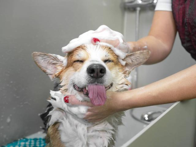 bathing your dog