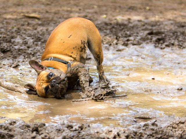 dog muddy