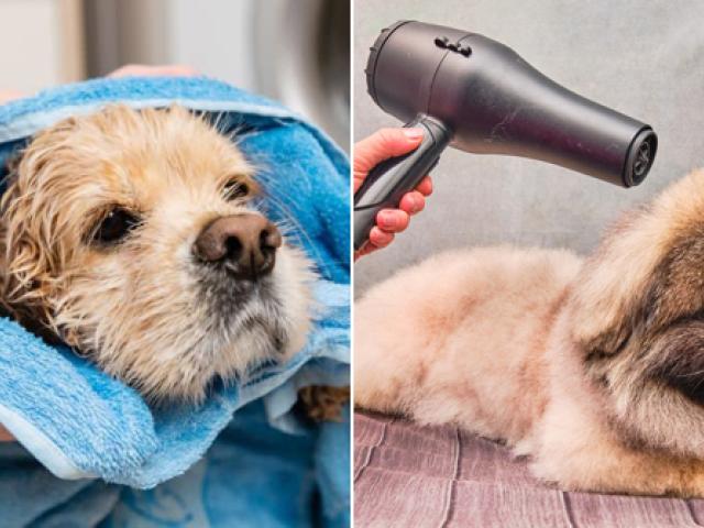 drying your dog