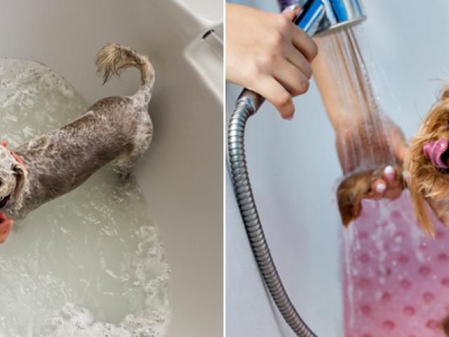 washing your dog