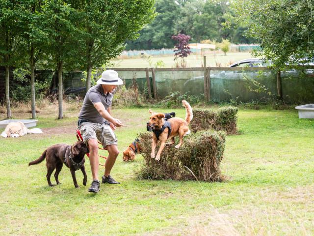 Doggy daycare SW London