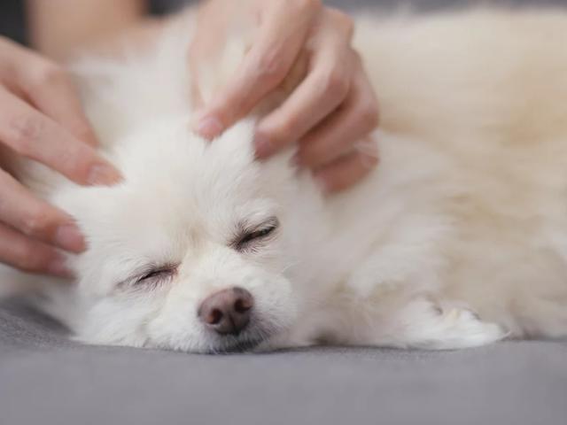 calming anxious dog