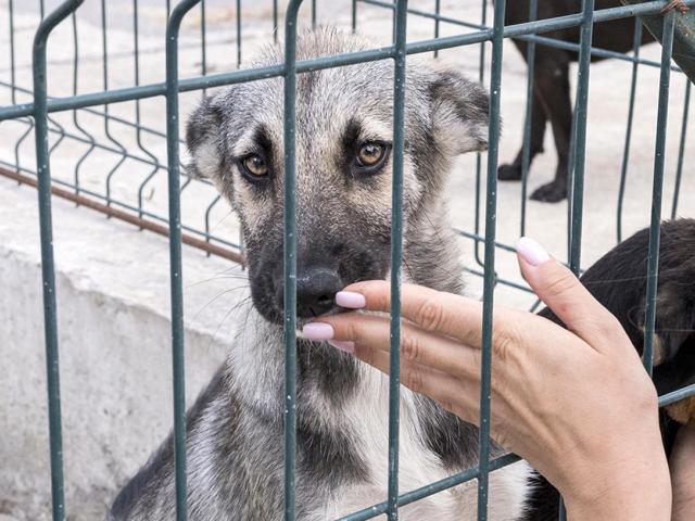 Adopting a dog from a shelter