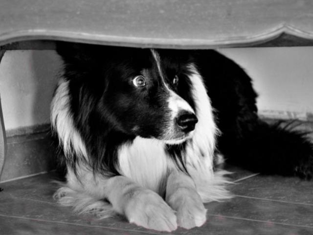 anxious dog