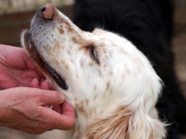 bonding with your adopted dog