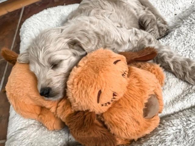 dog with calming puppy