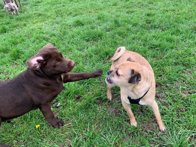 dogs socialising
