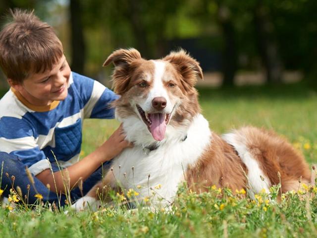 introducing your adopted dog to children