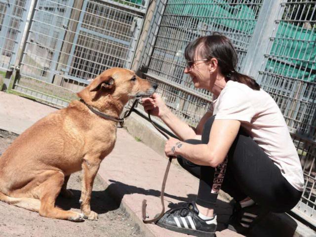 meeting dogs at shelter