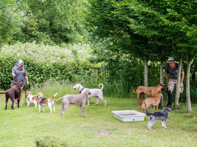 prices doggy daycare sw London 