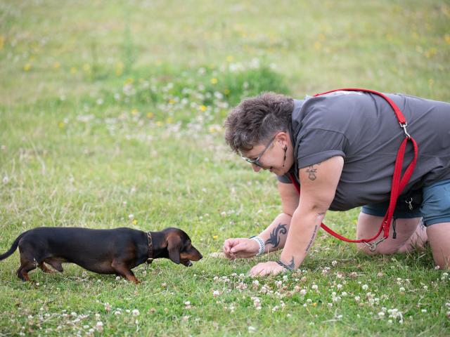 Puppies