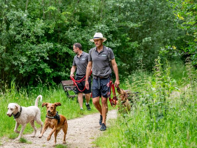 Woodland Walks